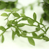 Green Leaf Trim