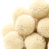 P01 Wheat