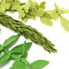 Herb Leaves Die